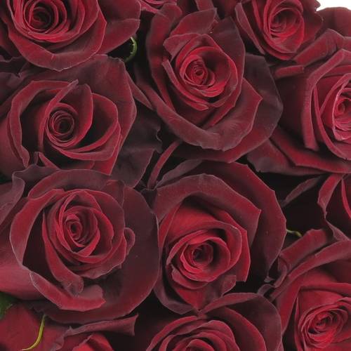 Rose schwarz Black Baccara (Ec) 60cm
