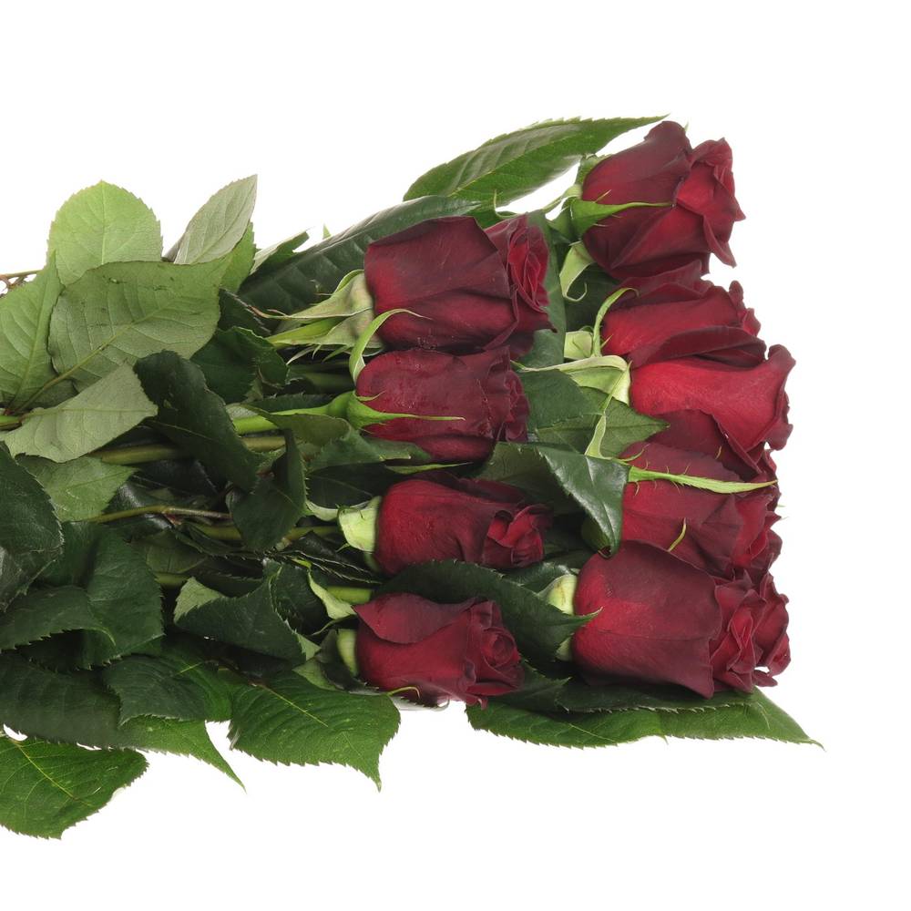 Rose schwarz Black Baccara (Ec) 60cm