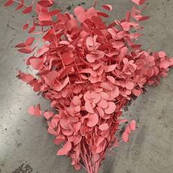 Populus hell rosa gefärbt Cinerea 200 Gramm 65cm