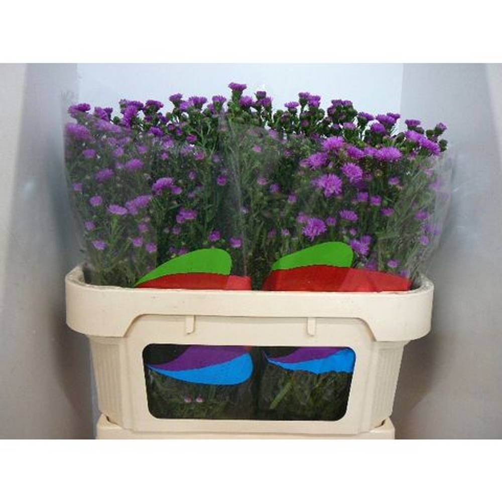 Aster Primavera rosa 30 Gramm 70cm