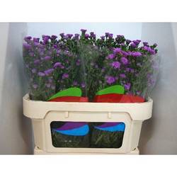 Aster Primavera rosa 30 Gramm 70cm