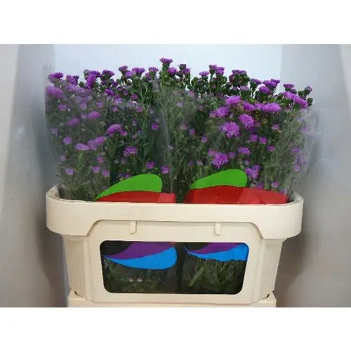 Aster Primavera rosa 30 Gramm 70cm