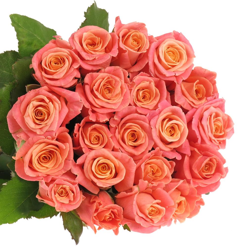 Rose rosa/lachs Miss Piggy 40cm