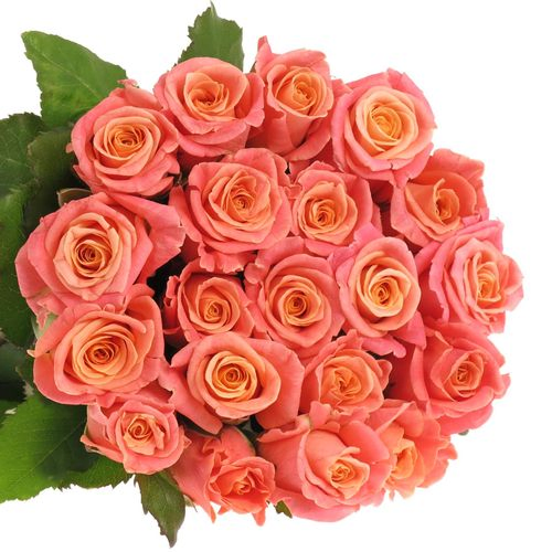 Rose rosa/lachs Miss Piggy 40cm