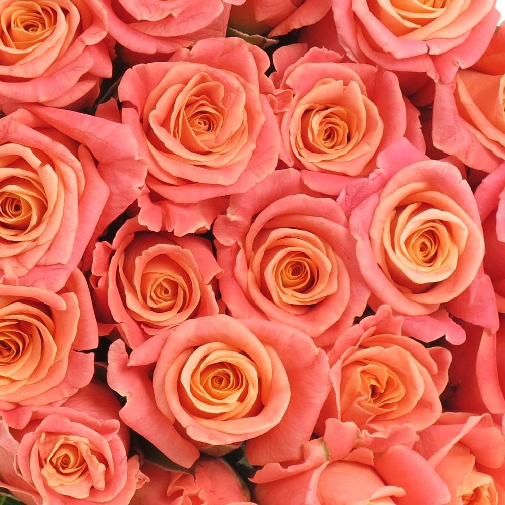 Rose rosa/lachs Miss Piggy 40cm