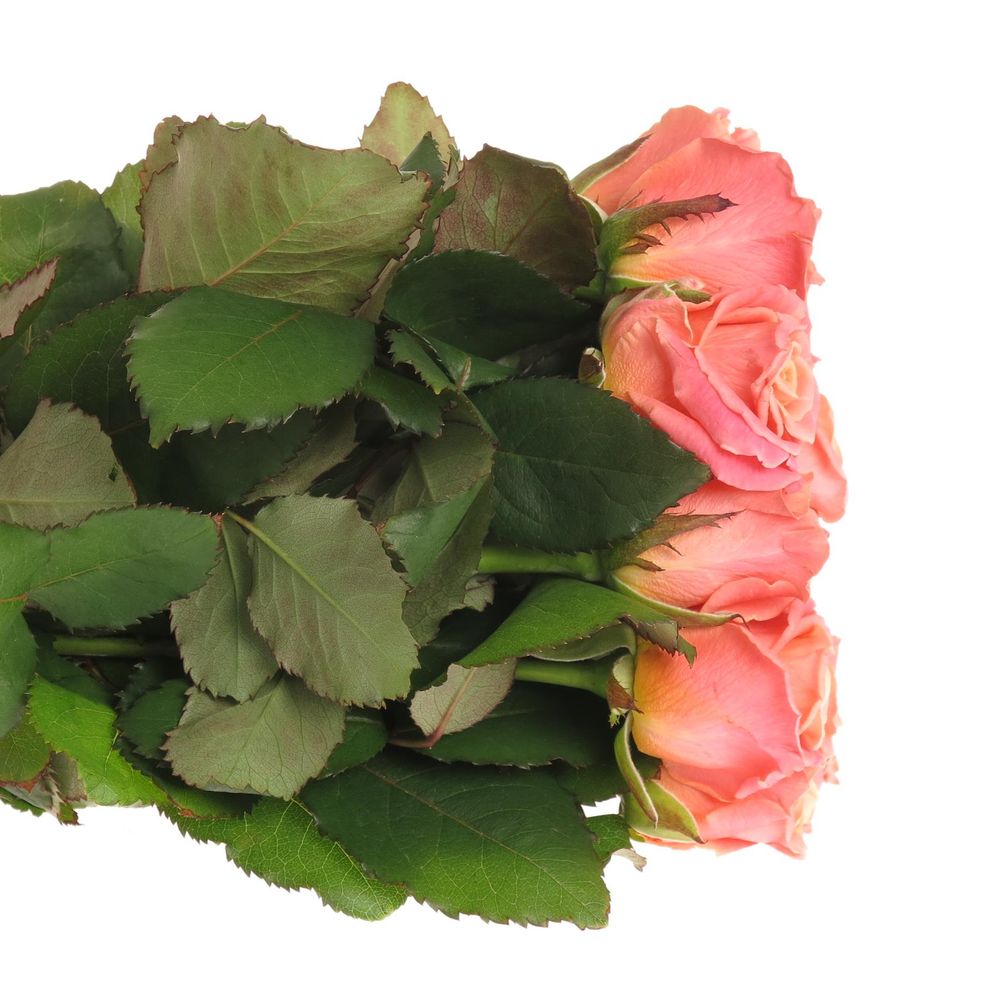 Rose rosa/lachs Miss Piggy 40cm