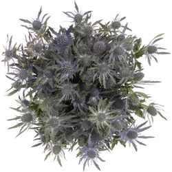Distel blau Lagoon blue 40cm