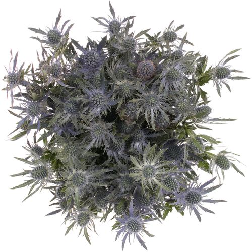 Distel blau Lagoon blue 40cm