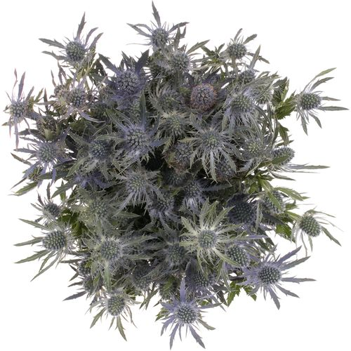Distel blau Lagoon blue 40cm