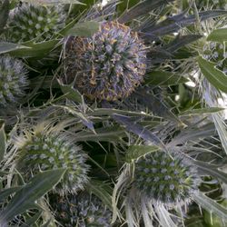 Distel blau Lagoon blue 40cm