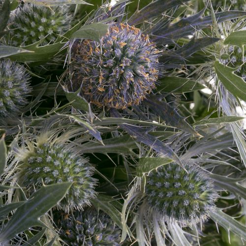 Distel blau Lagoon blue 40cm