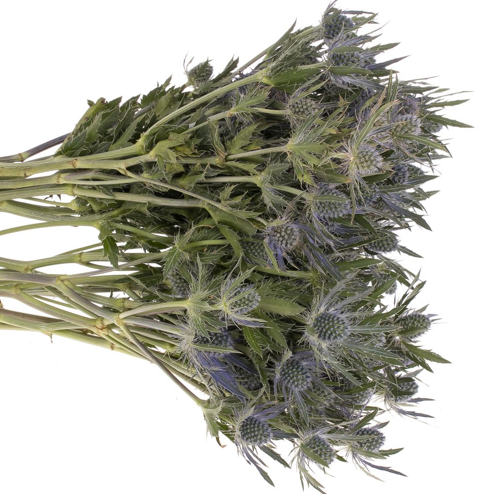 Distel blau Lagoon blue 40cm