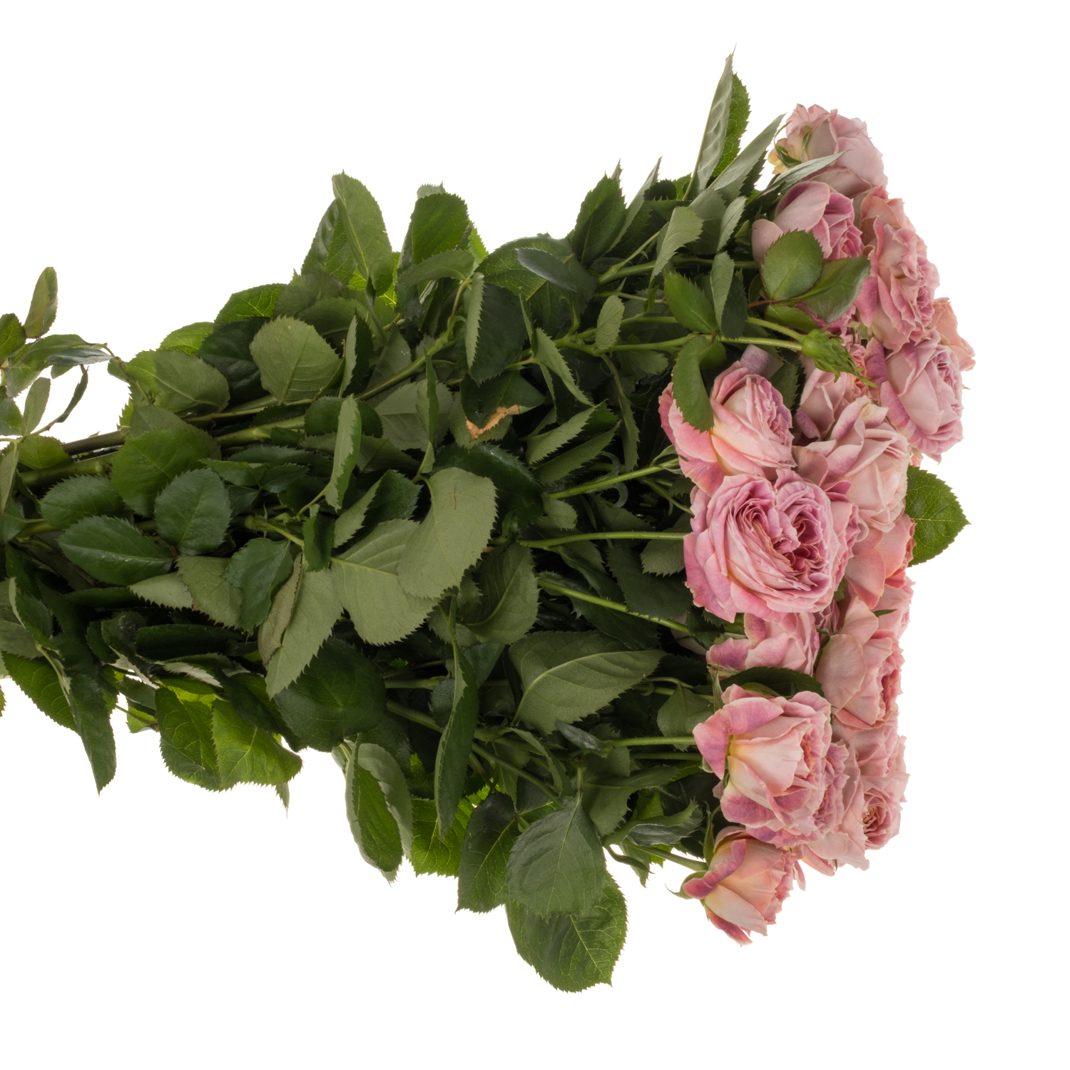 Rose verzweigt lila/orange Magic Strike 4+Blüte 60cm