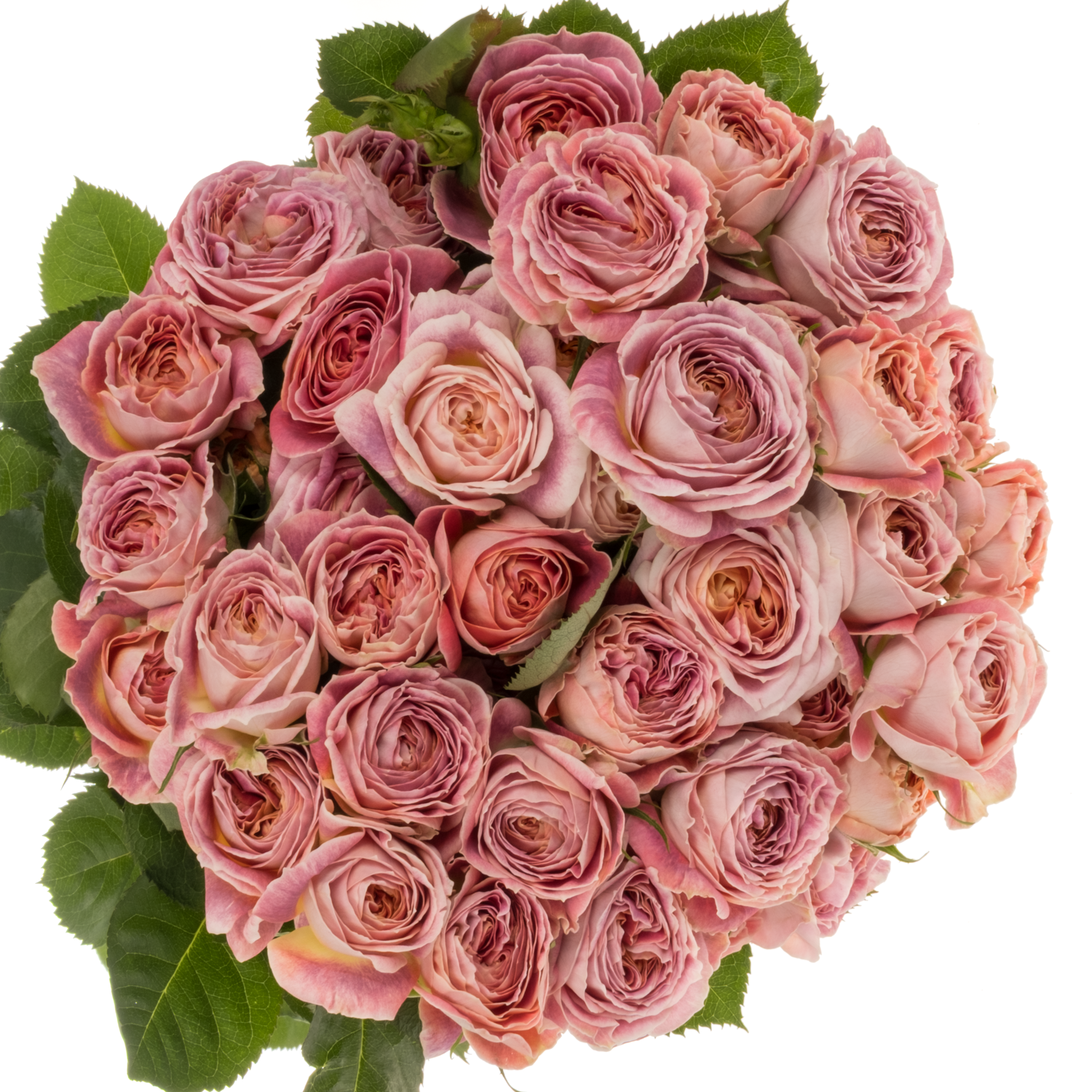 Rose verzweigt lila/orange Magic Strike 4+Blüte 60cm