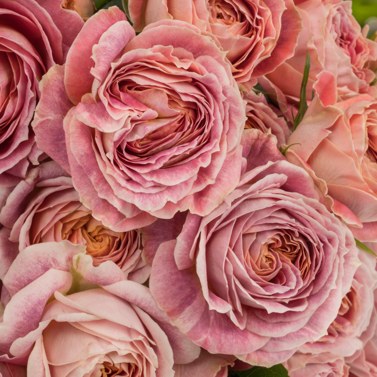 Rose verzweigt lila/orange Magic Strike 4+Blüte 60cm