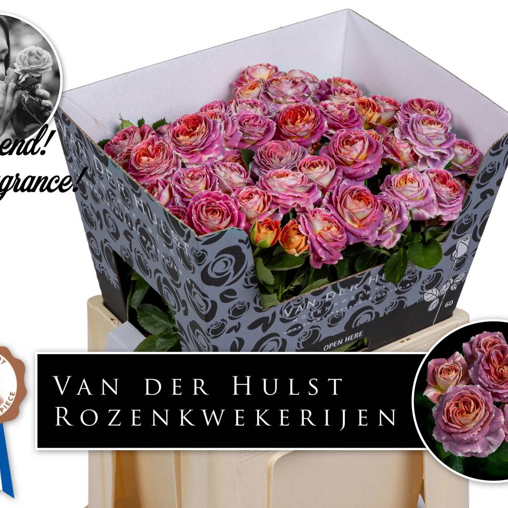 Rose verzweigt lila/orange Magic Strike 4+Blüte 60cm