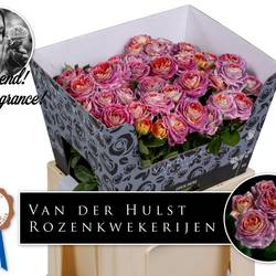 Rose verzweigt lila/orange Magic Strike 4+Blüte 60cm