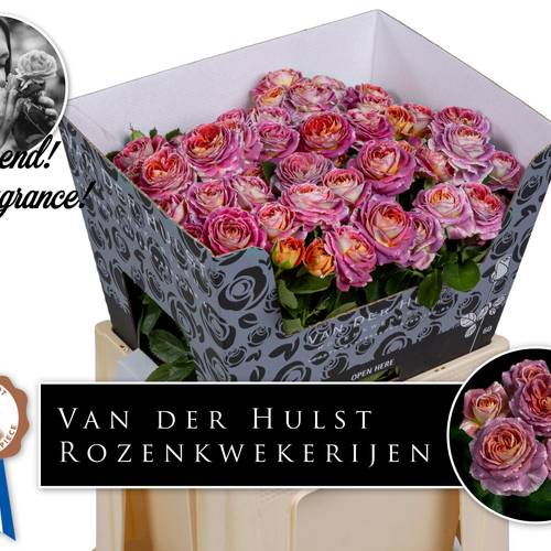 Rose verzweigt lila/orange Magic Strike 4+Blüte 60cm