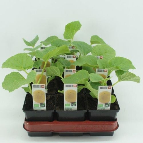 Bio Melone Galia T15 H25