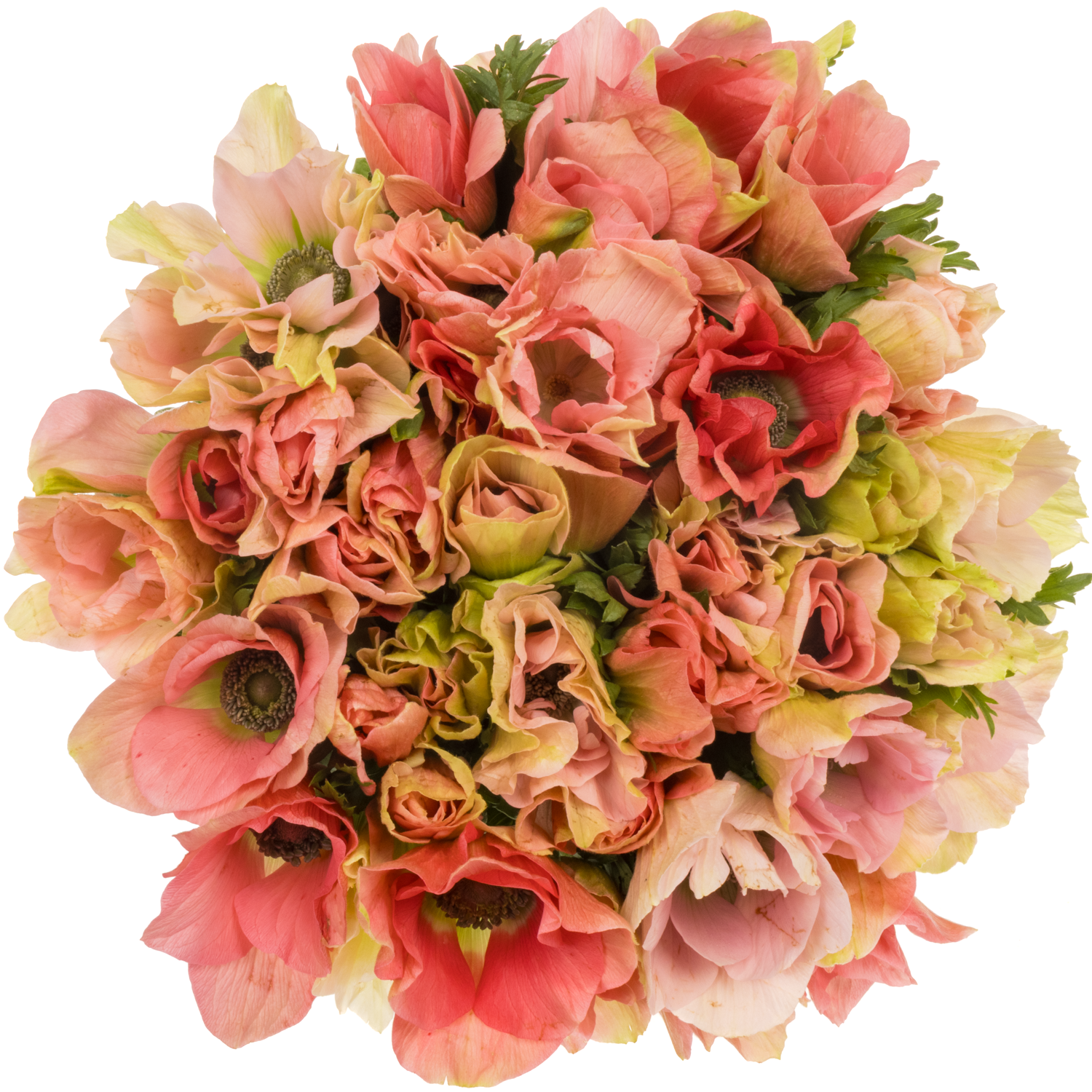 Anemone rosa Carmel Barbi Israel 45cm