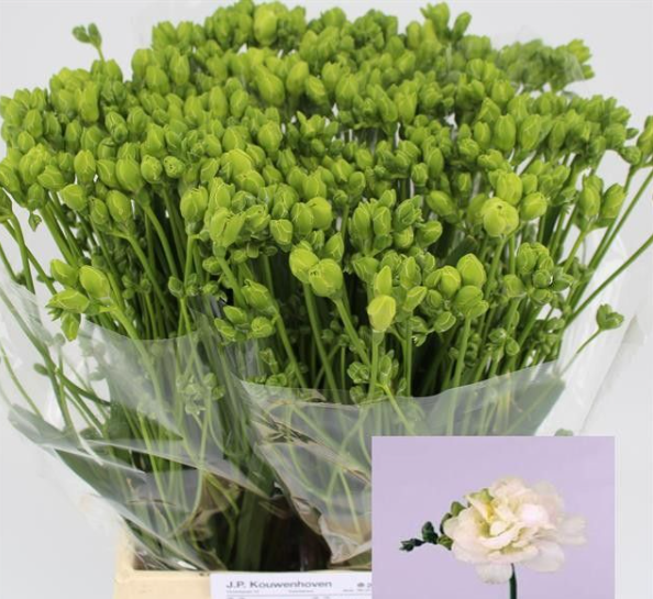 Freesie weiss gefüllt Excellent 18 Gramm