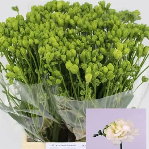 Freesie weiss gefüllt Excellent 18 Gramm