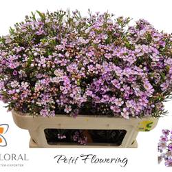 Wachsflower rosa Revelation 50 Gramm 70cm