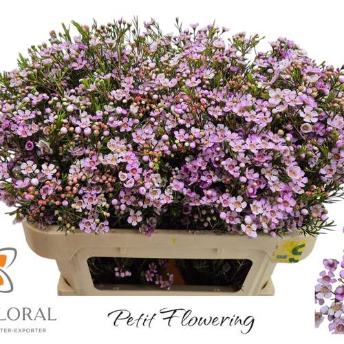 Wachsflower rosa Revelation 50 Gramm 70cm