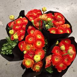 Ranunkel rot Cloni Sangria Super 40cm