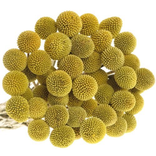 Craspedia gelb Super Paintball Pop 65cm