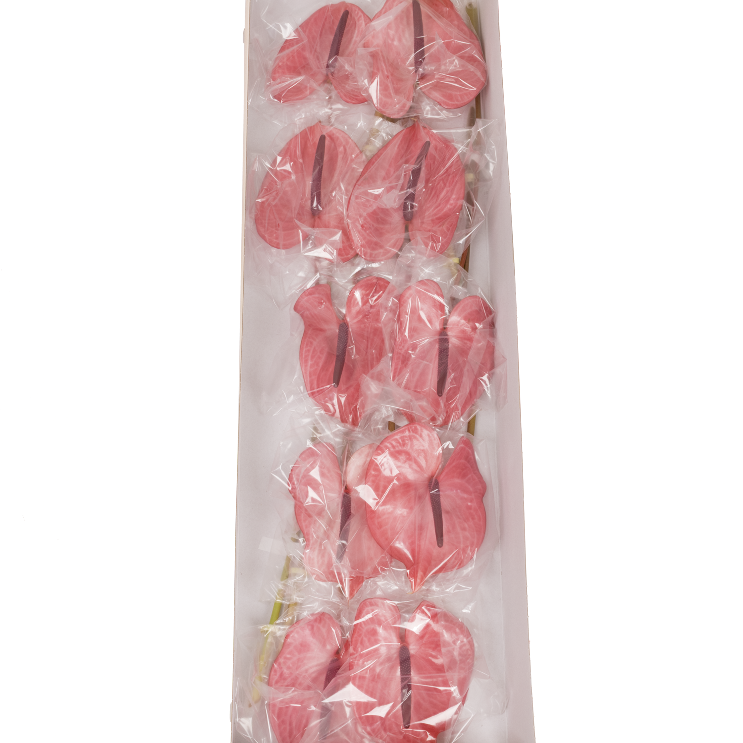 Anthurium rosa Candy Blüte 11cm