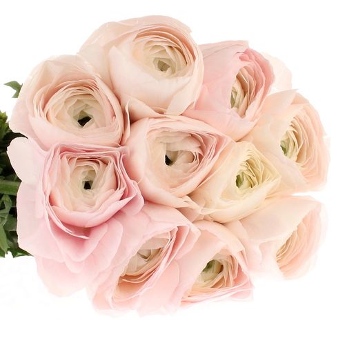Ranunkel rosa Cloni Super Hanoi 45cm