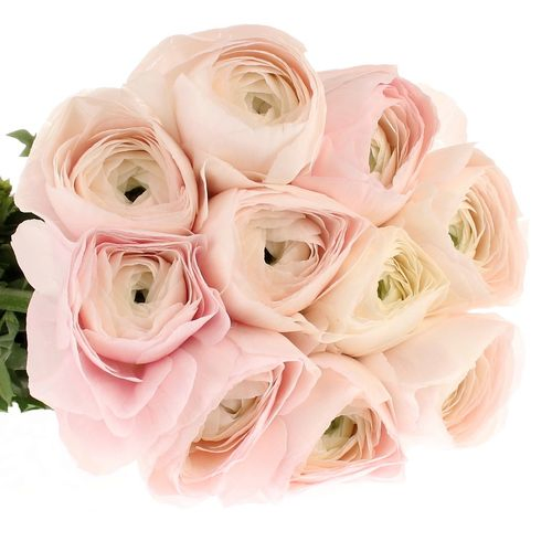 Ranunkel rosa Cloni Super Hanoi 45cm