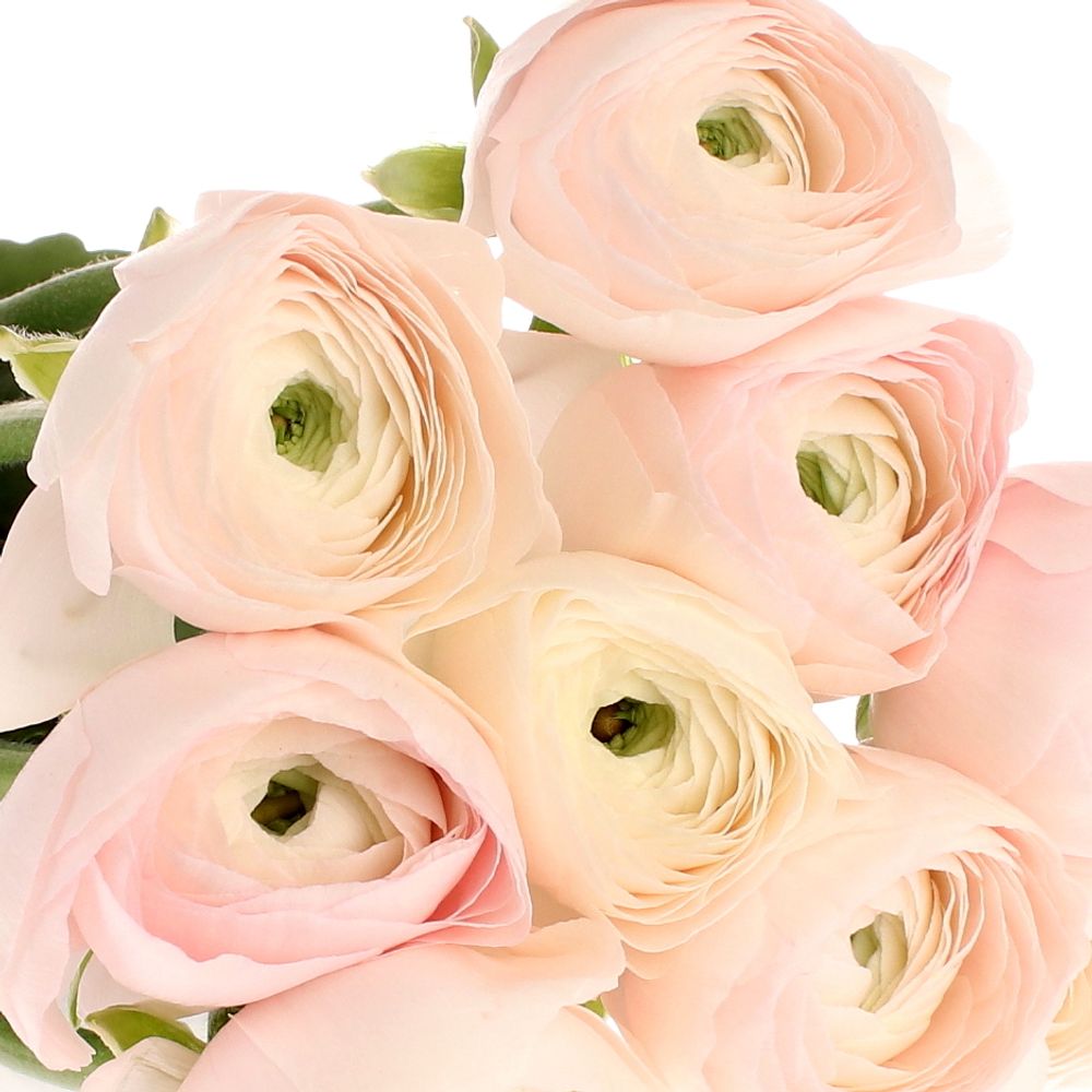 Ranunkel rosa Cloni Super Hanoi 45cm