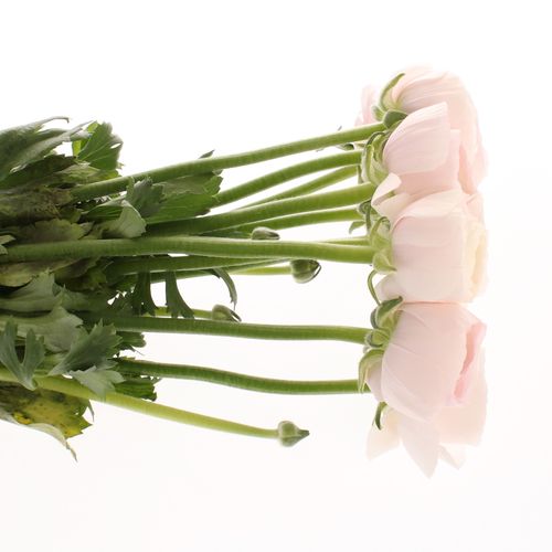 Ranunkel rosa Cloni Super Hanoi 45cm
