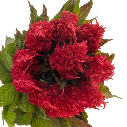 Celosia rot 55cm