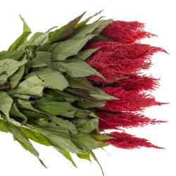 Celosia rot 55cm