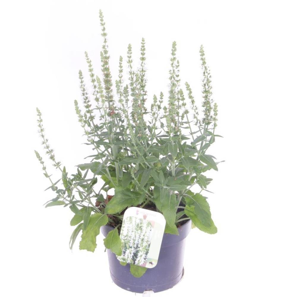 Salvia weiss Nemorosa T17 H040
