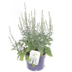 Salvia weiss Nemorosa T17 H040