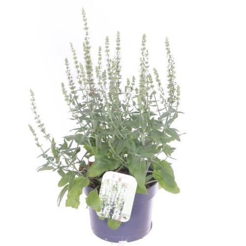 Salvia weiss Nemorosa T17 H040