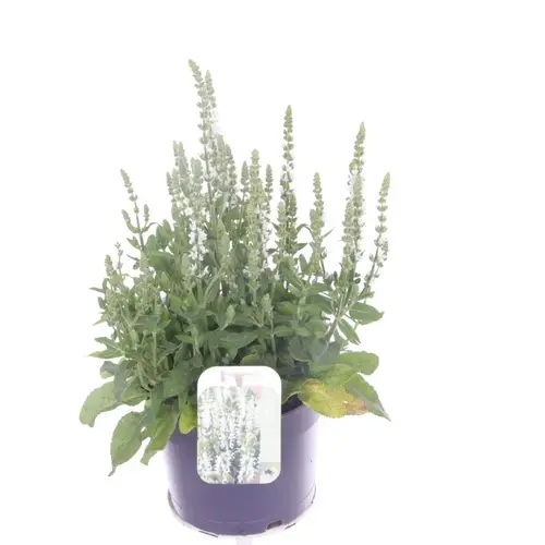 Salvia weiss Nemorosa T17 H040