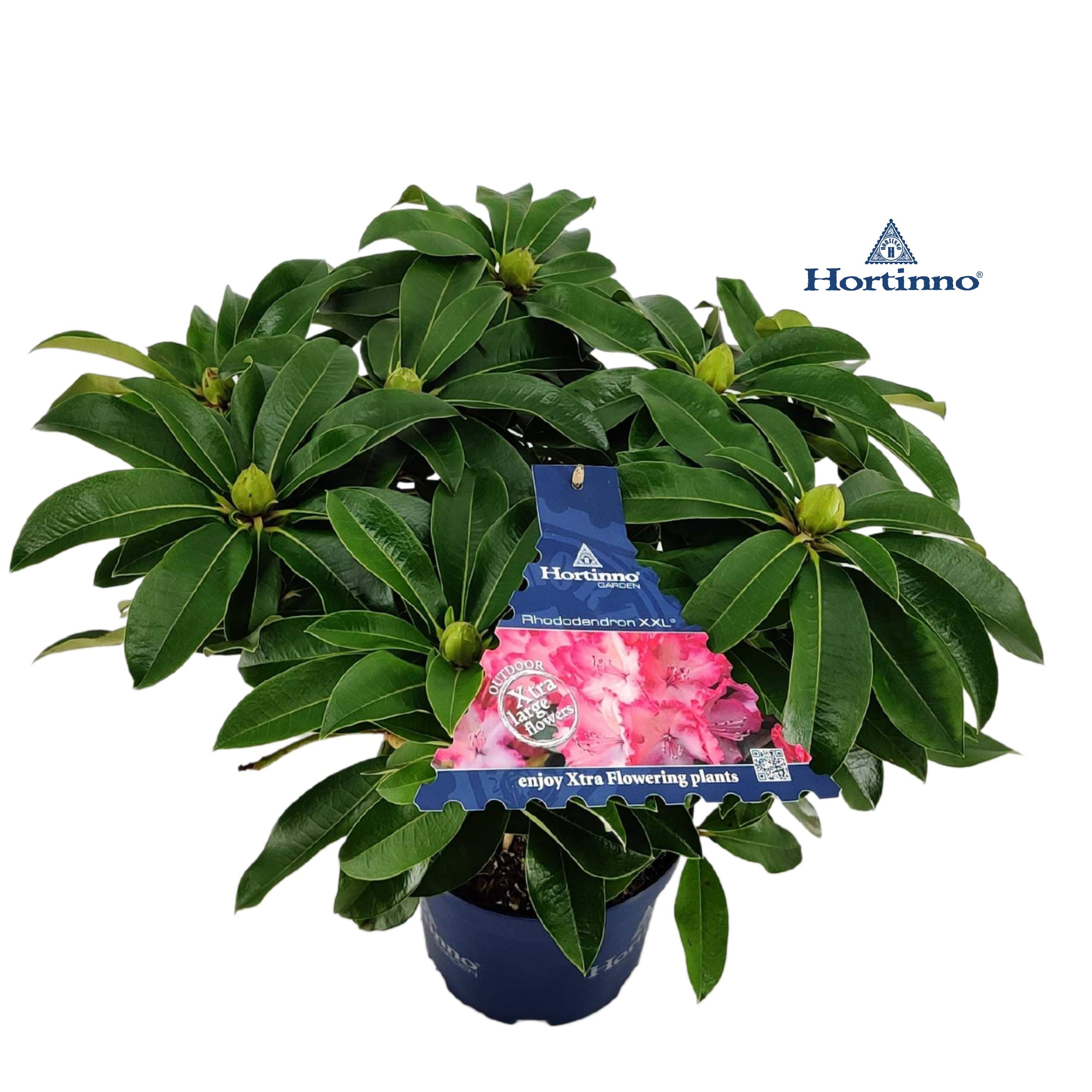 heckeneibe taxus baccata Taxus baccata main image 1