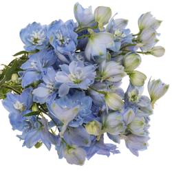 Delphinium blau Skyblue 50cm