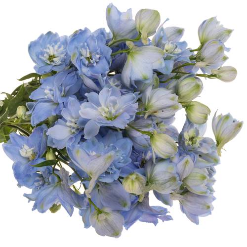 Delphinium blau Skyblue 50cm