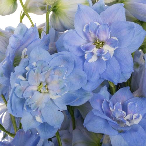 Delphinium blau Skyblue 50cm