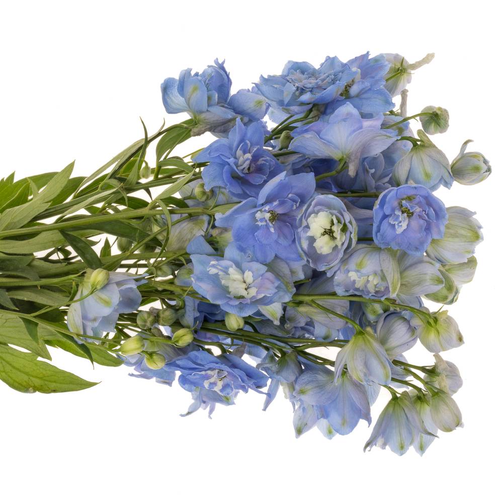 Delphinium blau Skyblue 50cm