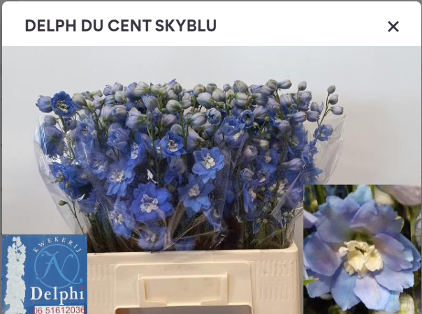 Delphinium blau Skyblue 50cm