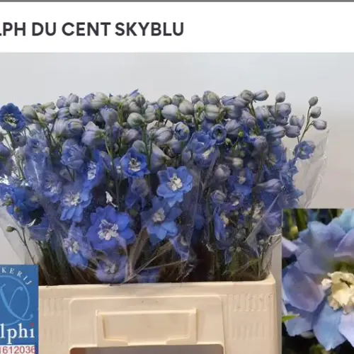 Delphinium blau Skyblue 50cm