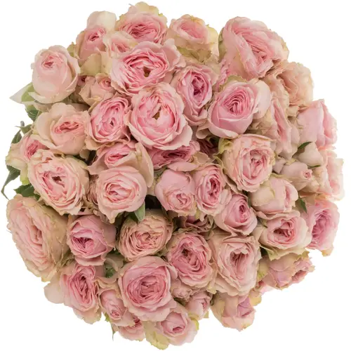 Rose verzweigt hell rosa/rosa Yvette 5+Blüte 50cm