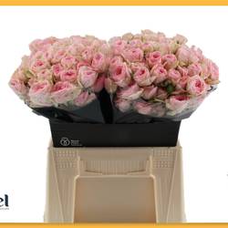 Rose verzweigt hell rosa/rosa Yvette 5+Blüte 50cm